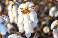 Sarah Beaugez Photography-The Cotton Harvest 6 Cotton--2