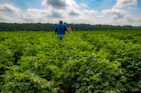 CN&C_ Kevin's Cotton-24