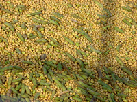 Soybeans just harvested.