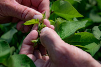 CN&C_ Kevin's Cotton-19