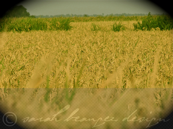 Sarah Beaugez Photography-Harvest Time 12