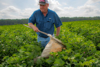 CN&C_ Kevin's Cotton-25