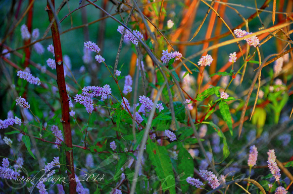 Sarah Beaugez Photography-All Around The Delta 1