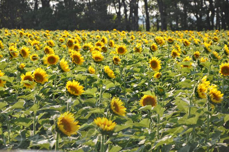 Sarah Beaugez Photography-All Around The Delta 51