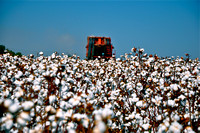 Sarah Beaugez Photography-The Cotton Harvest 19