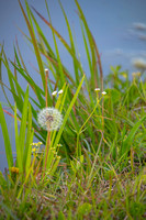 Dandelion-3076