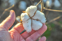 Sarah Beaugez Photography-The Cotton Harvest 12 Lock Boll-