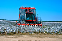 Sarah Beaugez Photography-The Cotton Harvest 17
