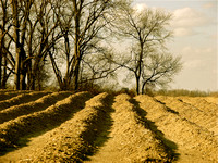Rowed-up fields lay fallow in winter.