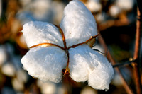 Sarah Beaugez Photography-The Cotton Harvest 5